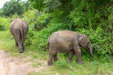 Landscape with wild nature from Yala National Park in Sri Lanka. Travel to Asia.