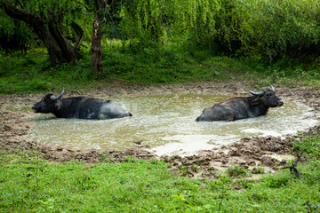 Landscape with wild nature from Yala National Park in Sri Lanka. Travel to Asia.