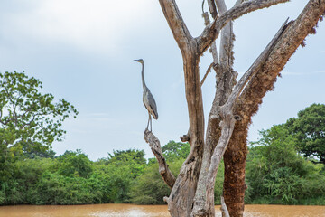 Landscape with wild nature from Yala National Park in Sri Lanka. Travel to Asia.