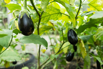 Ripe eggplant in the garden. Fresh organic eggplant. Purple eggplant grows in the soil.