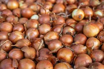 Onion just picked from the field. Fresh onions. Onions for background. Ripe onion