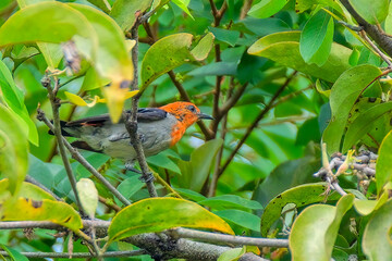 Scarlet-headed Flowerpecker Dicaeum trochileum on tree