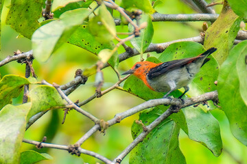 Scarlet-headed Flowerpecker Dicaeum trochileum on tree
