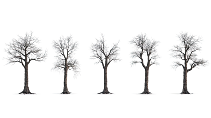 Spooky Old Trees Isolated on a Transparent Background Generative AI