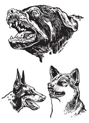 Graphical set of breed dogs on white background,vector illustration