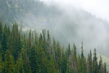 A gradient transitioning from forest green to pale mint with a fine grain overlay, evoking a natural and calming atmosphere