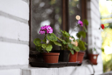 geranium flowers in old clay pots on the windowsill of a brick cottage in summer, nature, exterior, garden, garden care, home flowers