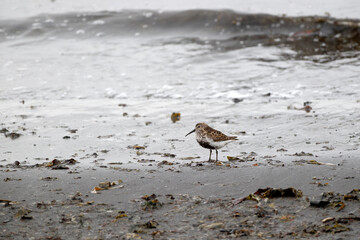 Dunlin (Calidris alpina schinzii) at the northern  coast of the peninsula Melrakkasletta/ Iceland, seen on a cold, rainy and windy summer day
