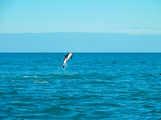 Wild dusky dolphin leaps from blue Pacific ocean off coast of Kaikoura, Canterbury, New Zealand. Acrobatic displays of these amazing marine mammals. Experience thrill of dolphin wildlife watching © Chris