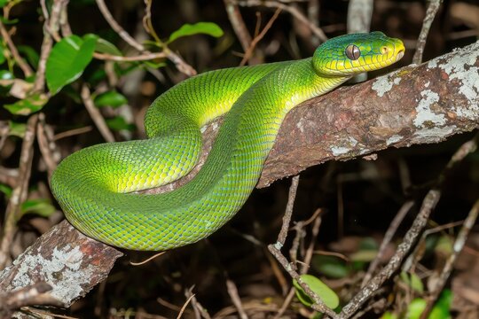 A green tree python coiled around a branch in a lush tropical rainforest, scales shimmering in the dappled sunlight