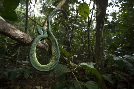 A green tree python coiled around a branch in a lush tropical rainforest, scales shimmering in the dappled sunlight