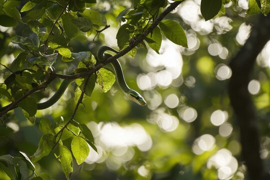 A green tree python coiled around a branch in a lush tropical rainforest, scales shimmering in the dappled sunlight