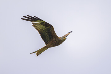 A Red Kite in flight on a cloudy day