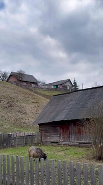 Grazing sheep in rural landscape with wooden houses under cloudy sky