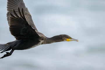 A Great Cormorant flying over the sea