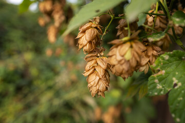 ocher-colored hop flowers on a blurred background