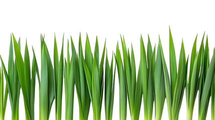 Fototapeta premium Lush green blades of grass swaying gently under bright sunlight in a serene outdoor setting