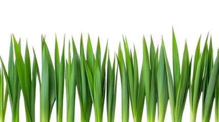 Lush green blades of grass swaying gently under bright sunlight in a serene outdoor setting