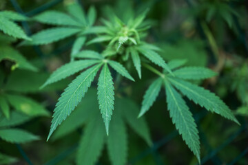 Marijuana cannabis plant farm for medical science use, indoor grown hemp weed tree,