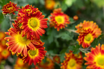Flowering Red yellow chrysanthemums in autumn garden. Background with blossoming a chrysanthemums