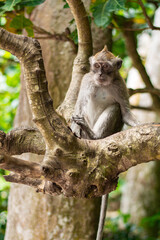 Wild Macaca fascicularis, crab-eating macaque, long-tailed macaque on the road in Bali, Indonesia. Close up. Cute Monkey. Animal in wild nature
