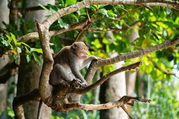 Wild Macaca fascicularis, crab-eating macaque, long-tailed macaque on the road in Bali, Indonesia. Close up. Cute Monkey. Animal in wild nature