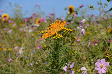 Schmetterling 1248 © K.-U. Häßler