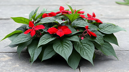Red flowers in a garden pot on patio stone.  Perfect for gardening websites and blogs