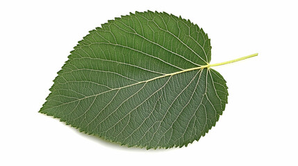 Single green leaf isolated on white background; nature, botany, plant, ecology