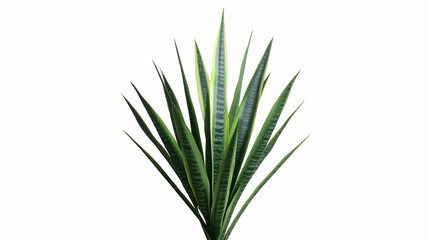 Obraz premium Snake plant, indoor decor, green leaves, white background, home office plant