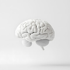 3d model of realistic human brain isolated on white background