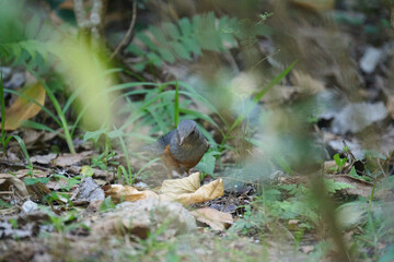 grey-backed thrush (Turdus hortulorum) in Lai Chi Kok Park, Hong Kong at sunny day