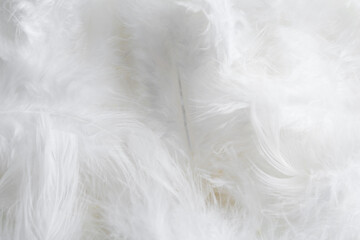 Fototapeta premium Many beautiful feathers as background, closeup view