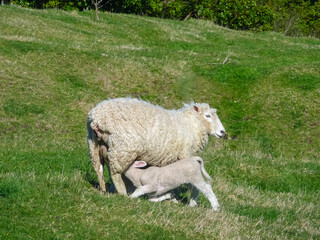 Heartwarming scene of mother sheep tenderly nursing her newborn lamb in New Zealand. Lamb stands on wobbly legs. Head tucked under mother's belly as it suckles. Lush green grass. Peaceful atmosphere