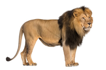 Fototapeta premium lion isolated on transparent background