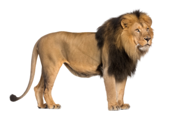 lion isolated on transparent background