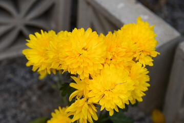 Yellow daisy flower blooming in a street market during Tet, the Lunar New Year in Vietnam