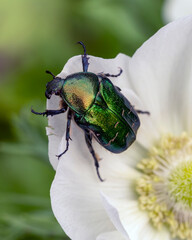Cetonia aurata golden beetle on white anemone flowers. Beauty of nature.