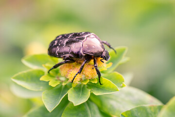 Cetonia aurata golden beetle on milkweed flowers. Beauty of nature.