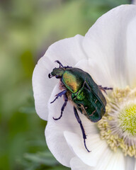 Cetonia aurata golden beetle on white anemone flowers. Beauty of nature.