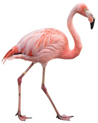 Obraz premium Flamingo isolated on transparent background