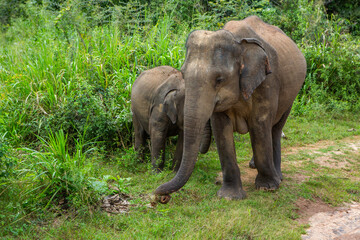 Landscape with wild nature and elephants from Yala National Park in Sri Lanka. Travel to Asia