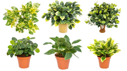 Bright Collection of Potted Houseplants on Display Generative AI
