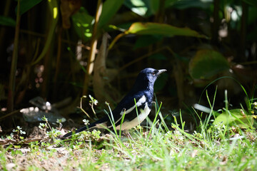 Male Oriental magpie-robin (Copsychus saularis) on a grassland in in Lai Chi Kok Park, Hong Kong at sunny day