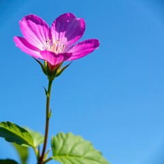 Fototapeta premium Wood Cranesbill in bloom against a bright blue sky, blue sky, spring