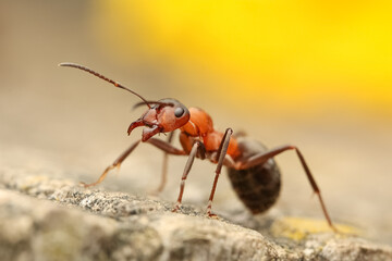 red wood ant Rote Waldameise formica rufa