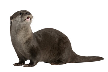 Otter isolated on transparent background