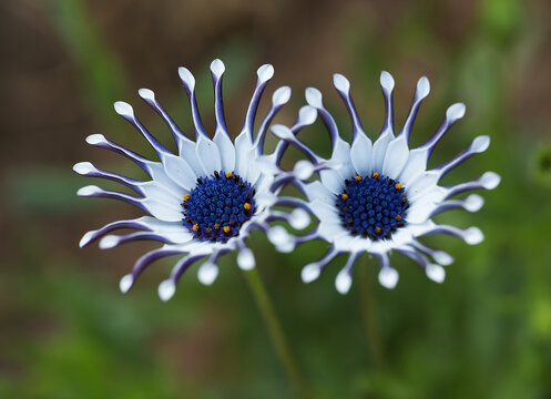 2,꽃,디모르포세카,Dimorphotheca,한국