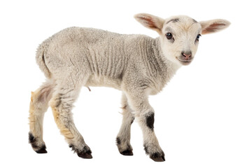Fototapeta premium Lamb isolated on transparent background