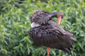 Resting black stork leans its feathers. Horizontally. 